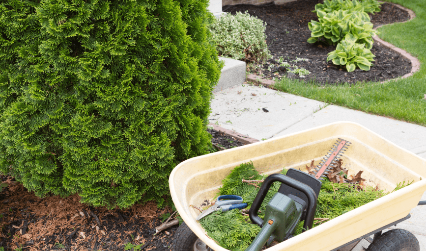 BUSH TRIMMING